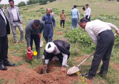 کاشت 300 نهال در مریوان به مناسبت روز معلم